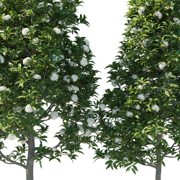 Backhousia Citriodora Tree 02