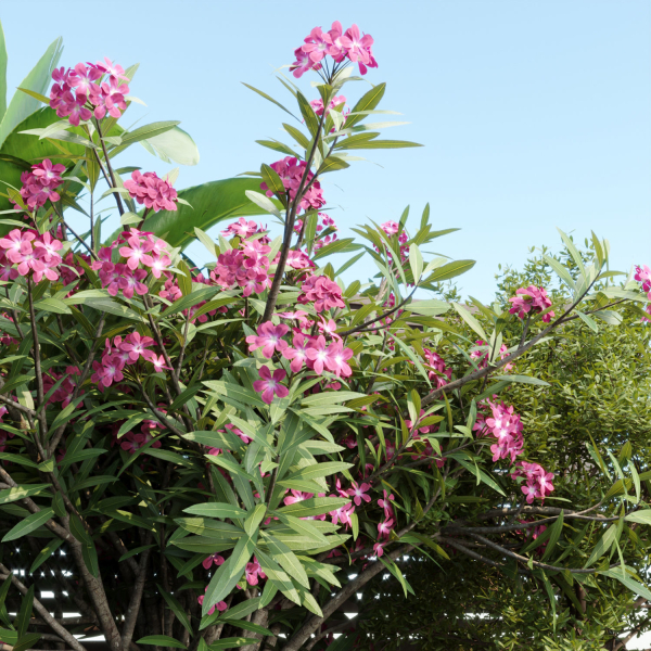 Backyard landscaping with plants vol 180