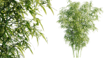 Bamboo Bush - 4K PBR Materials