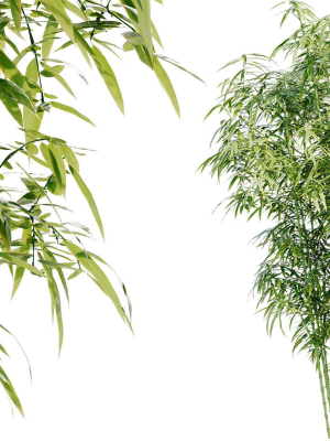 Bamboo Bush - 4K PBR Materials