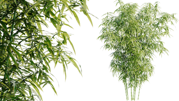 Bamboo Bush - 4K PBR Materials