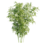 Bamboo Bush - 4K PBR Materials