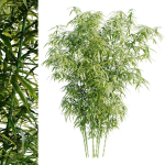 Bamboo Bush - 4K PBR Materials