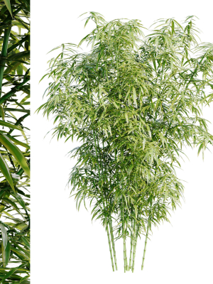 bamboo-bush-4k-pbr-materials-3d-model-3c189f998b
