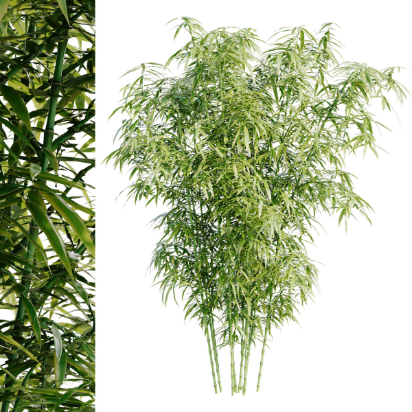 Bamboo Bush - 4K PBR Materials