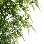 Bamboo Bush - 4K PBR Materials