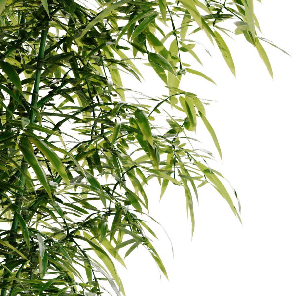 Bamboo Bush - 4K PBR Materials