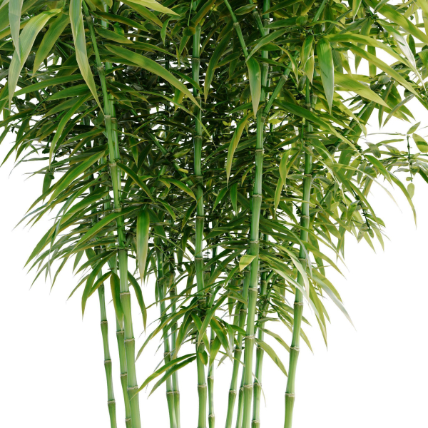 Bamboo Bush - 4K PBR Materials