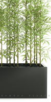 bamboo plant
