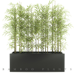 bamboo plant
