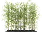bamboo plant