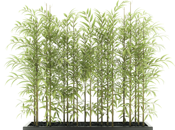 bamboo plant