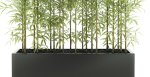 bamboo plant