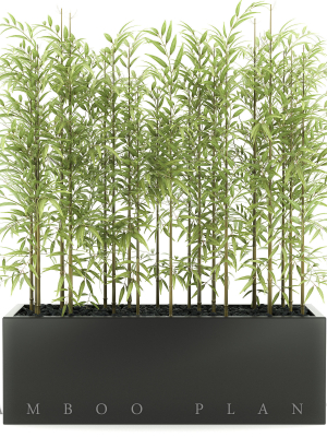 bamboo plant