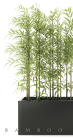 bamboo plant