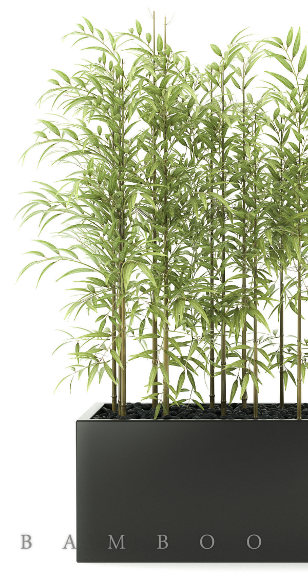 bamboo plant
