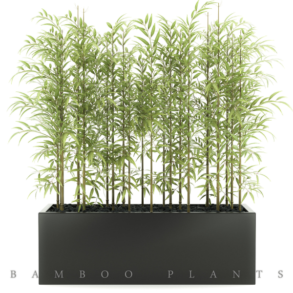 bamboo plant