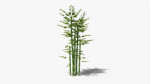 Bamboo plant bush