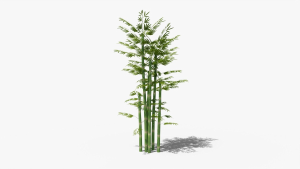 Bamboo plant bush