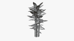 Bamboo plant bush