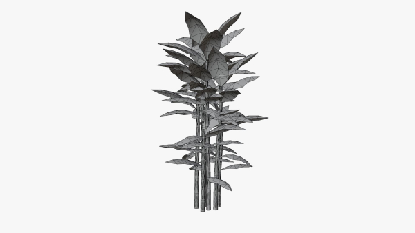 Bamboo plant bush