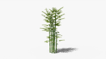 Bamboo plant bush