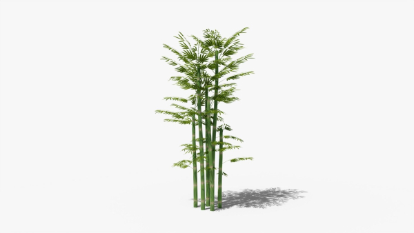 Bamboo plant bush