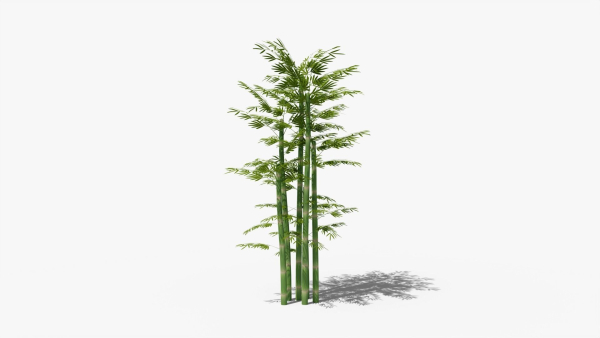 Bamboo plant bush