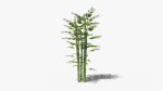 Bamboo plant bush