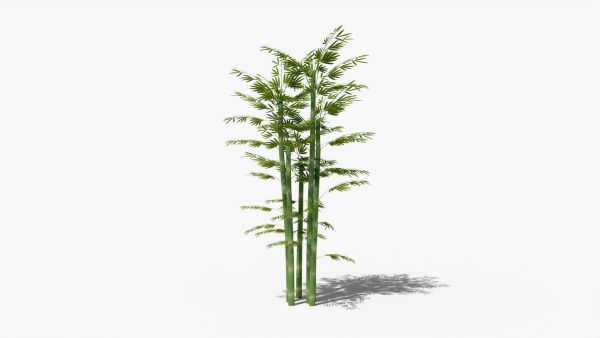 Bamboo plant bush