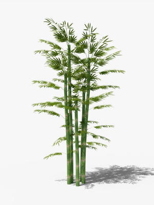 Bamboo plant bush