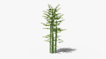 Bamboo plant bush