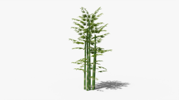 Bamboo plant bush
