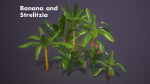 Banana and Strelitzia Plants