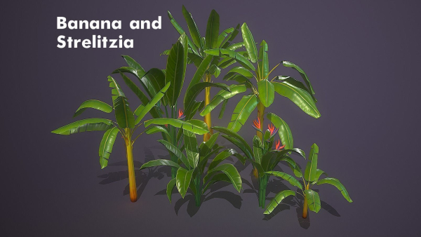 Banana and Strelitzia Plants