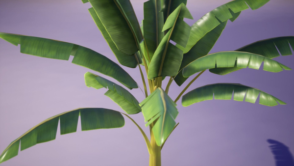 Banana and Strelitzia Plants