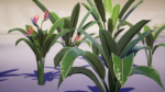 Banana and Strelitzia Plants