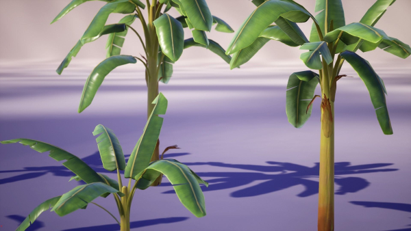 Banana and Strelitzia Plants