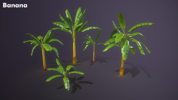 Banana and Strelitzia Plants