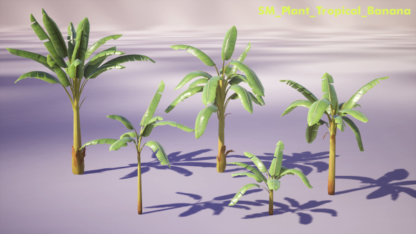 Banana and Strelitzia Plants