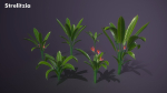 Banana and Strelitzia Plants