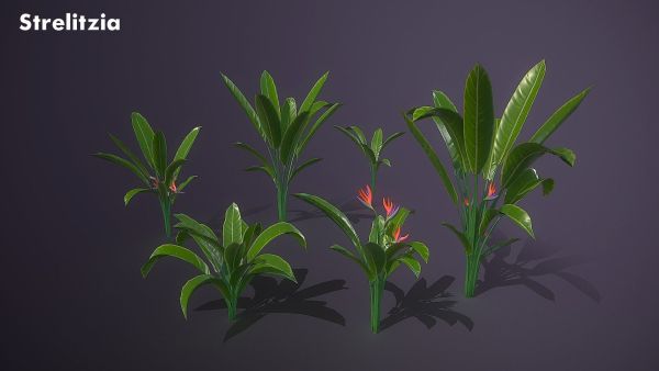 Banana and Strelitzia Plants