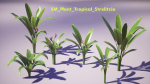 Banana and Strelitzia Plants