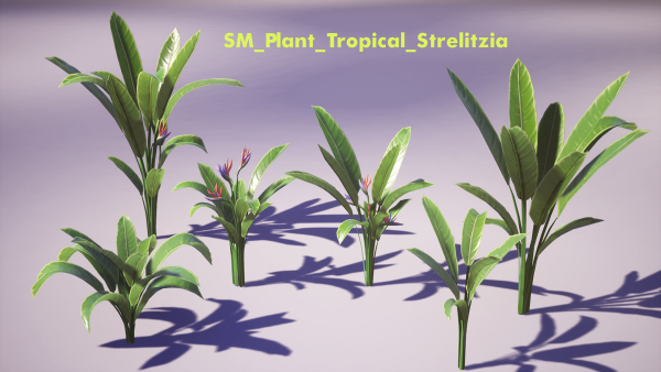 Banana and Strelitzia Plants