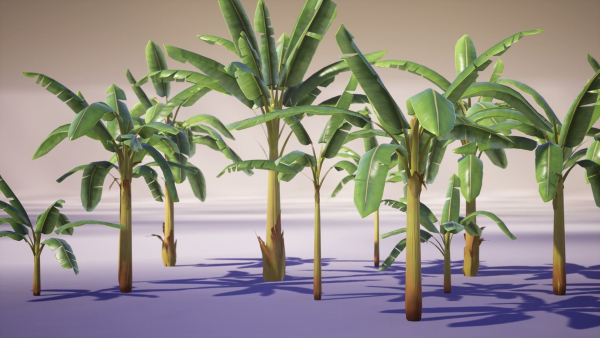 Banana and Strelitzia Plants