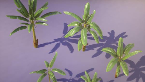 Banana and Strelitzia Plants