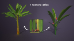 Banana and Strelitzia Plants
