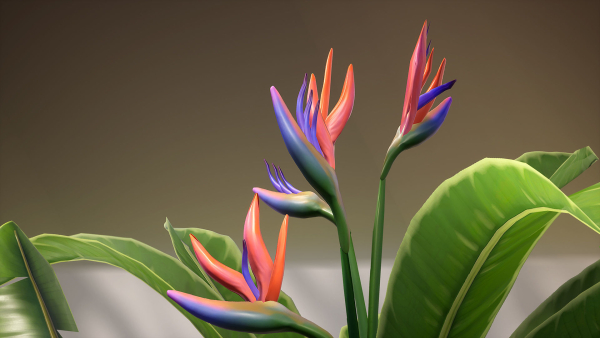 Banana and Strelitzia Plants