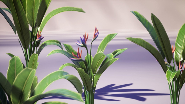 Banana and Strelitzia Plants