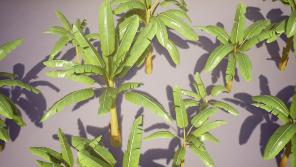 Banana and Strelitzia Plants
